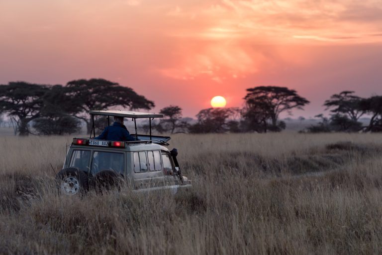 Safari at Dawn